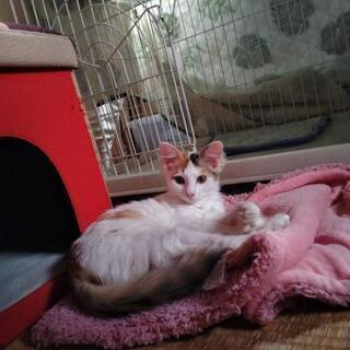 生後半年弱の女の子 - 猫
