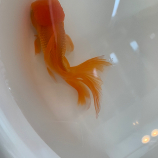 オランダシシガシラ 約15センチ 金魚の画像