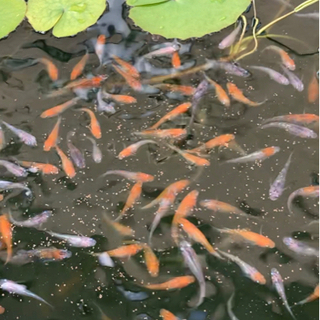 三色非透明鱗メダカ　朱多め　10匹