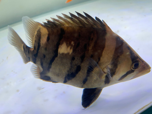 ダトニオ　15cm