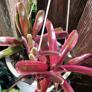 観葉植物　ネオレゲリア