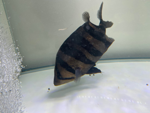 ダトニオ　綺麗なバント　30cm 格安