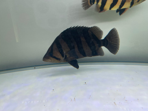 ダトニオ　綺麗なバント　30cm 格安