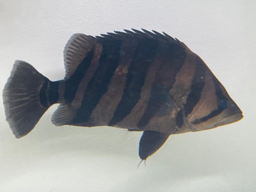 ダトニオ　綺麗なバント　30cm 格安