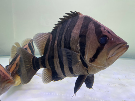 ダトニオ　綺麗なバント　30cm 格安