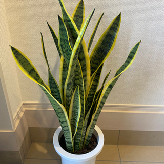 【★受け渡し予定者決定】観葉植物　サンスベリア