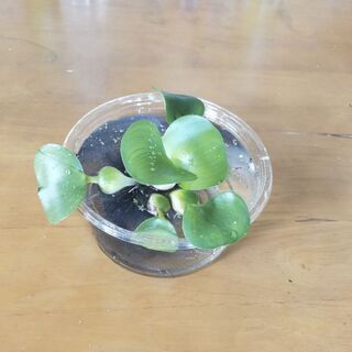 水草。ホテイ草