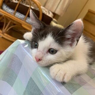 生後２ヵ月の子猫♂