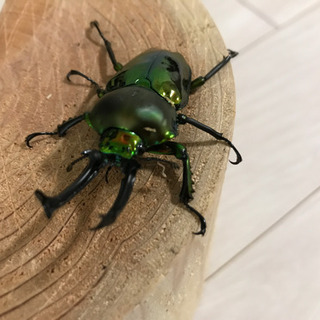 【値下げ】ニジイロクワガタ 新成虫ペア　その①の画像