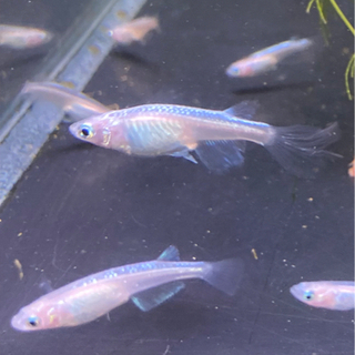 メダカ　ドラゴンブルー　ヒレ長　稚魚10匹の画像