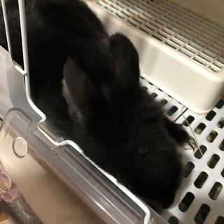ミニウサギ