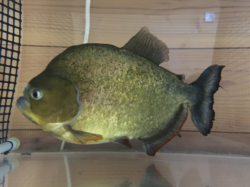 【値下げ❣️】ピラニア　ノタータス　27cm