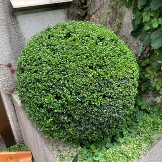 植木屋さんアルバイト募集の画像