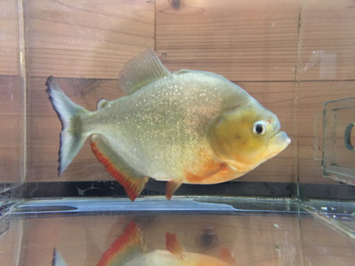 【注目❣️値下げ❣️】ピラニア　ノタータス　20cm強