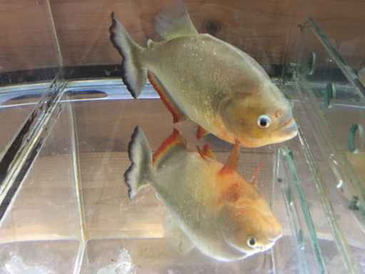 [値下げ❣️】ピラニア　ノタータス　25cm