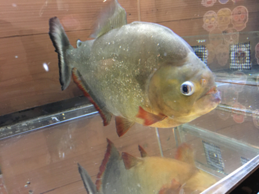 [値下げ❣️】ピラニア　ノタータス　25cm
