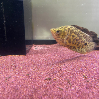 熱帯魚　豹柄
