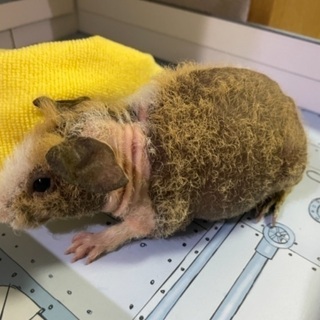 スキニーギニアピッグ　オス1匹