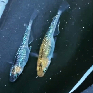 メダカ祭り🌟開催中❗️