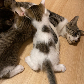 全ての仔猫ちゃん、里親さん決まりました！！ありがとうございました...