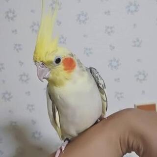 オカメインコ シナモンパールパイド 女の子 − 埼玉県