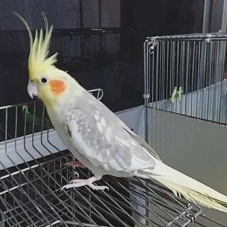 オカメインコ シナモンパールパイド 女の子 - 地元のお店