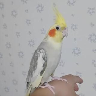 オカメインコ シナモンパールパイド 女の子 - ペット