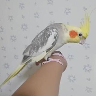 オカメインコ シナモンパールパイド 女の子 - 東松山市