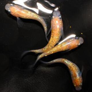 王華めだか　２ペア