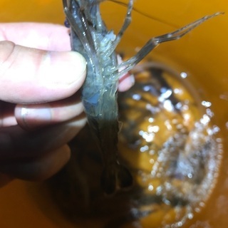 夜ガサガサしませんか？