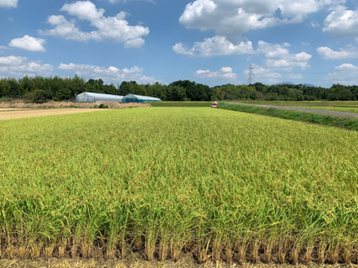 新米　みずかがみ　玄米　30キロ