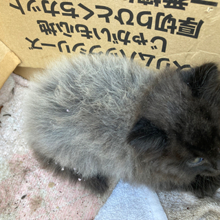 子猫2匹