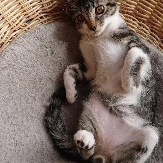 とっても可愛いキジ白君 - 猫