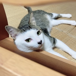 推定1歳半頃の男の子です。