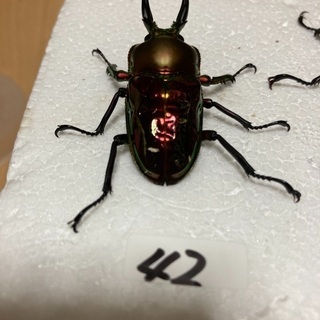 ニジイロクワガタ訳あり