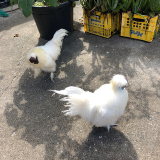 白　烏骨鶏　決まりました。 - 枕崎市
