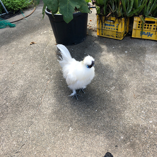 白　烏骨鶏　決まりました。