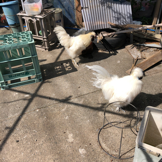 白　烏骨鶏　決まりました。 - その他