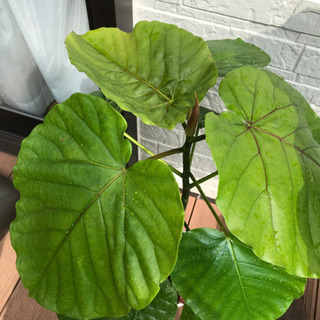 ウンベラータ★観葉植物の画像