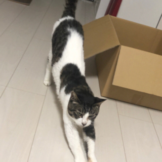 8月9月はA型の輸血してくださる猫ちゃんが見つかりました。