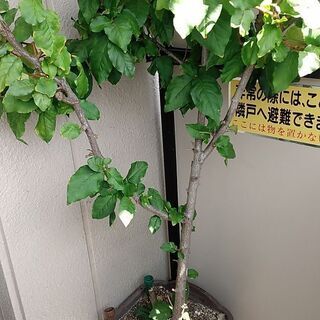 ビックリグミ