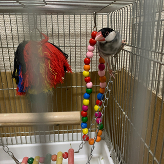 桜文鳥と白文鳥から産まれたこども