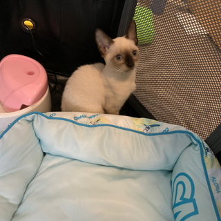 一旦受付終了:トンキニーズ子猫