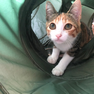 美猫４姉妹♡桜花ちゃん♡