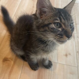 もふもふ珍しい黒キジの「もふ」ちゃん❤️♂ − 福岡県