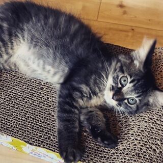 もふもふ珍しい黒キジの「もふ」ちゃん❤️♂ - 鞍手郡