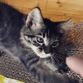 もふもふ珍しい黒キジの「もふ」ちゃん❤️♂の画像