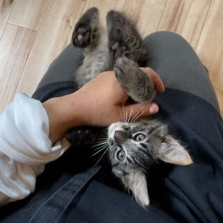 もふもふ珍しい黒キジの「もふ」ちゃん❤️♂ - 猫