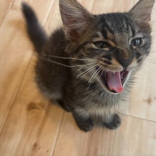 もふもふ珍しい黒キジの「もふ」ちゃん❤️♂ - 里親募集