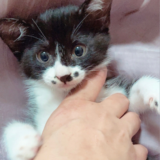 白黒猫　白猫2匹 3姉妹　多頭レスキュー